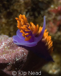 Spanish Shawl- I try to find nudis in unusual positions b... by Kip Nead 